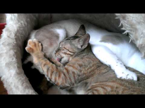 生後４か月の子猫、まだミルクを飲む　big kitten still drinks mom's milk