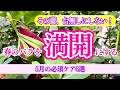 【必見】蕾を台無しにしない！春バラを「満開」に咲かせる5月の必須お手入れ6選