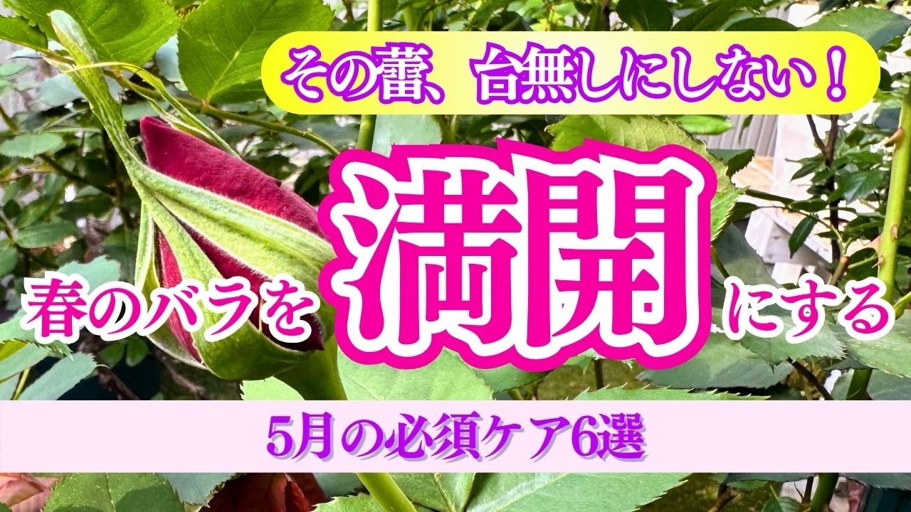 【必見】蕾を台無しにしない！春バラを「満開」に咲かせる5月の必須お手入れ6選