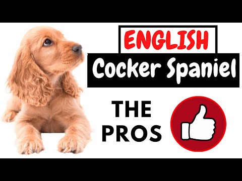 Video: Bahasa Inggris Cocker Spaniel
