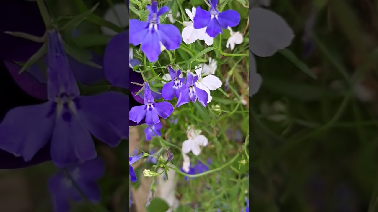 Latest Mixed Lobelia flowers in a Yorkshire Garden. 