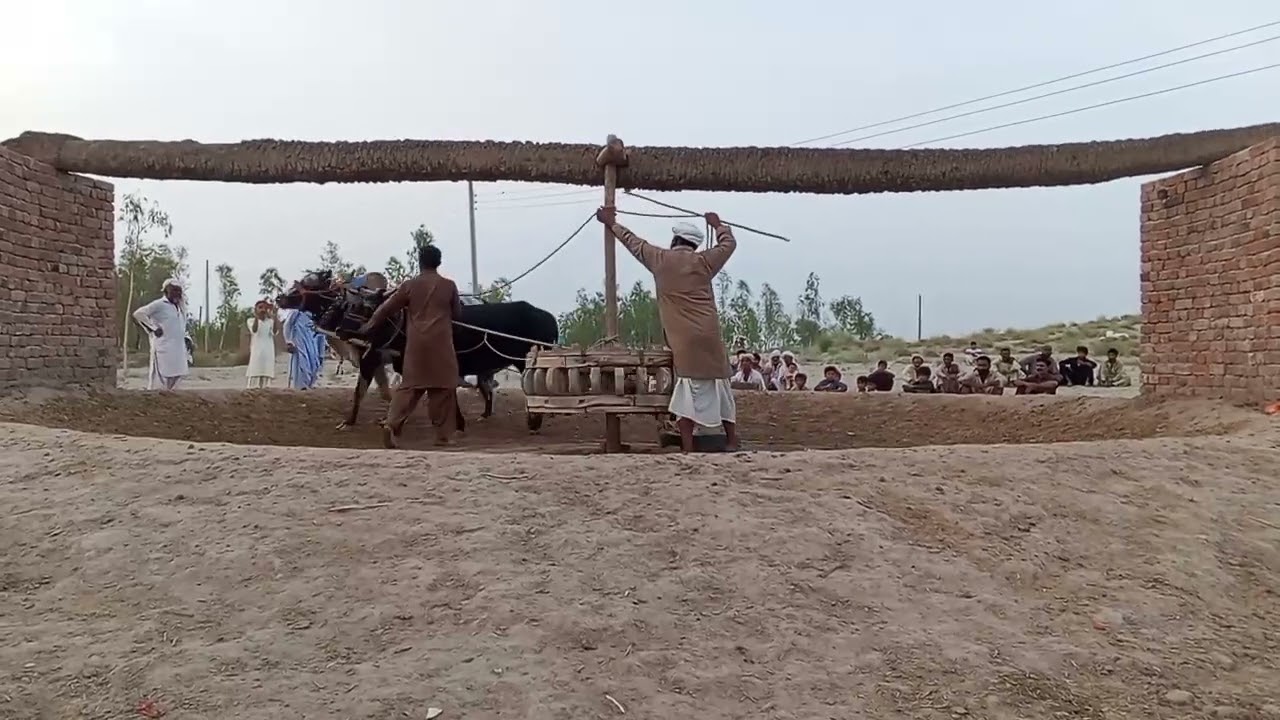 10_07_2025 Shareef Khan chandia wal