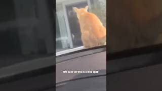 Stray Cat decided to Make the Car his New Litter Box 😳