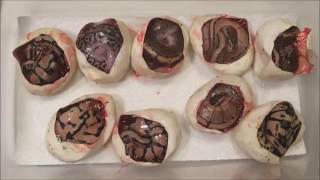 Cutting Ball Python Eggs - Clutch #18 of 2016 - Black Pastel Enchi x Lemonblast