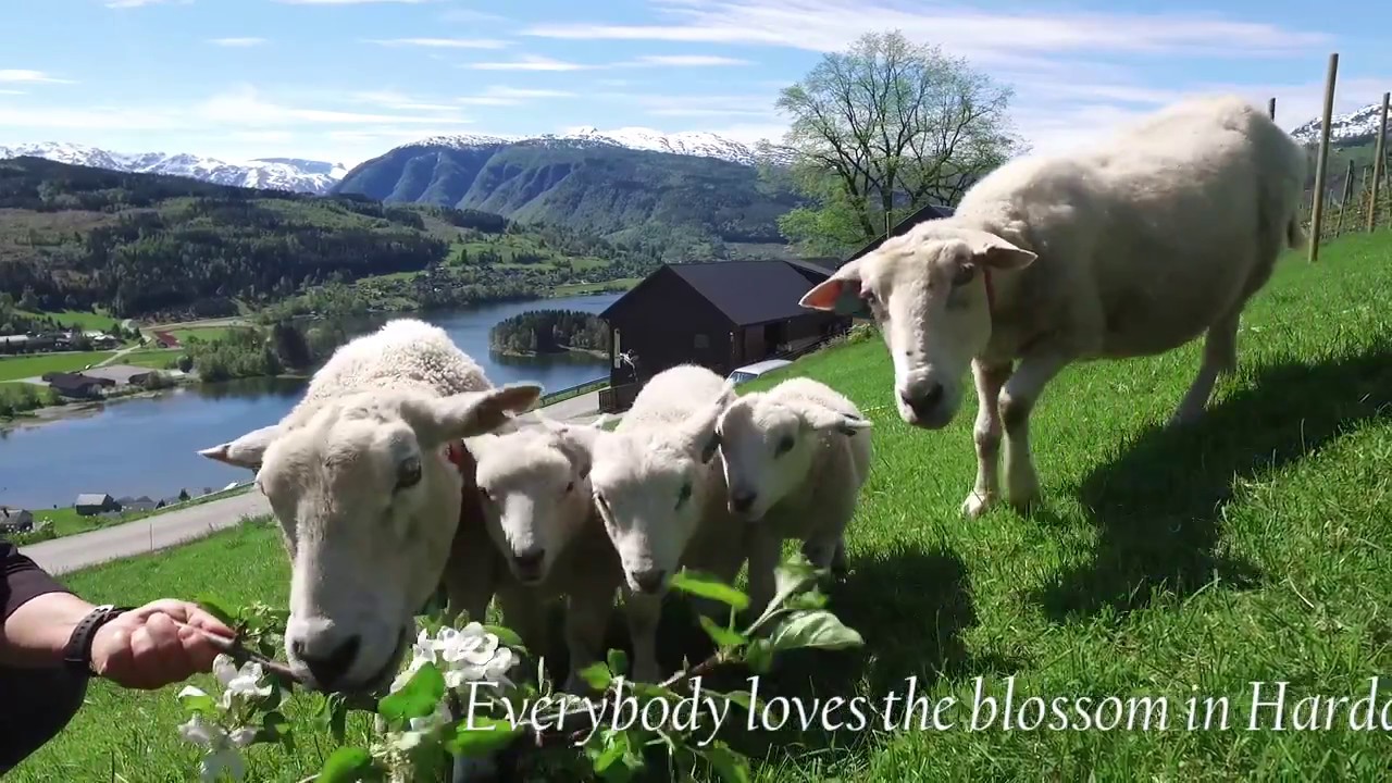 Everybody loves the blossoming in Hardanger!