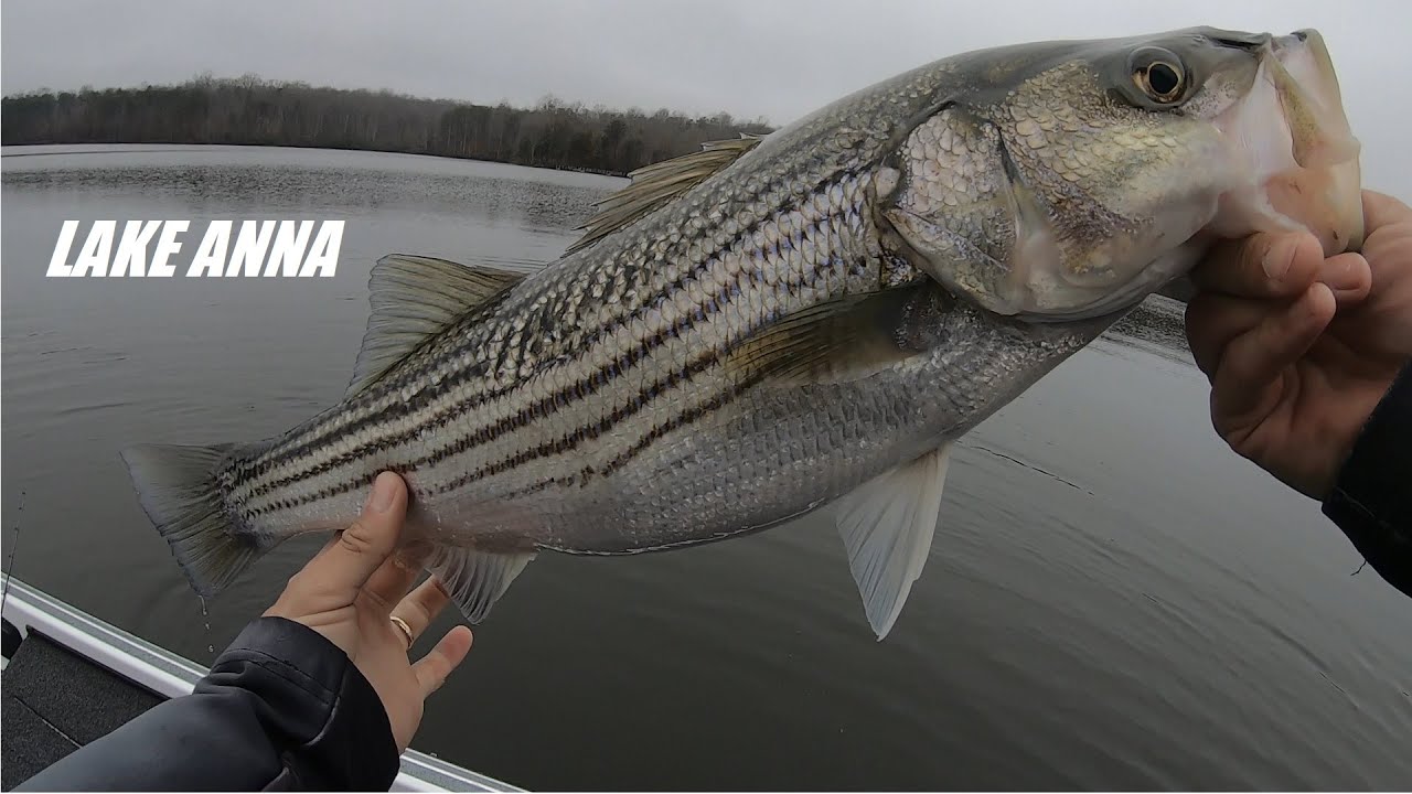 Foggy Morning Striper Fishing Lake Anna February 2024 YouTube