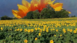 Watch Emily Bindiger Sunflower Seeds video