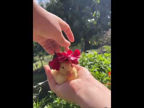 بطه بط حيوان حيوانات 