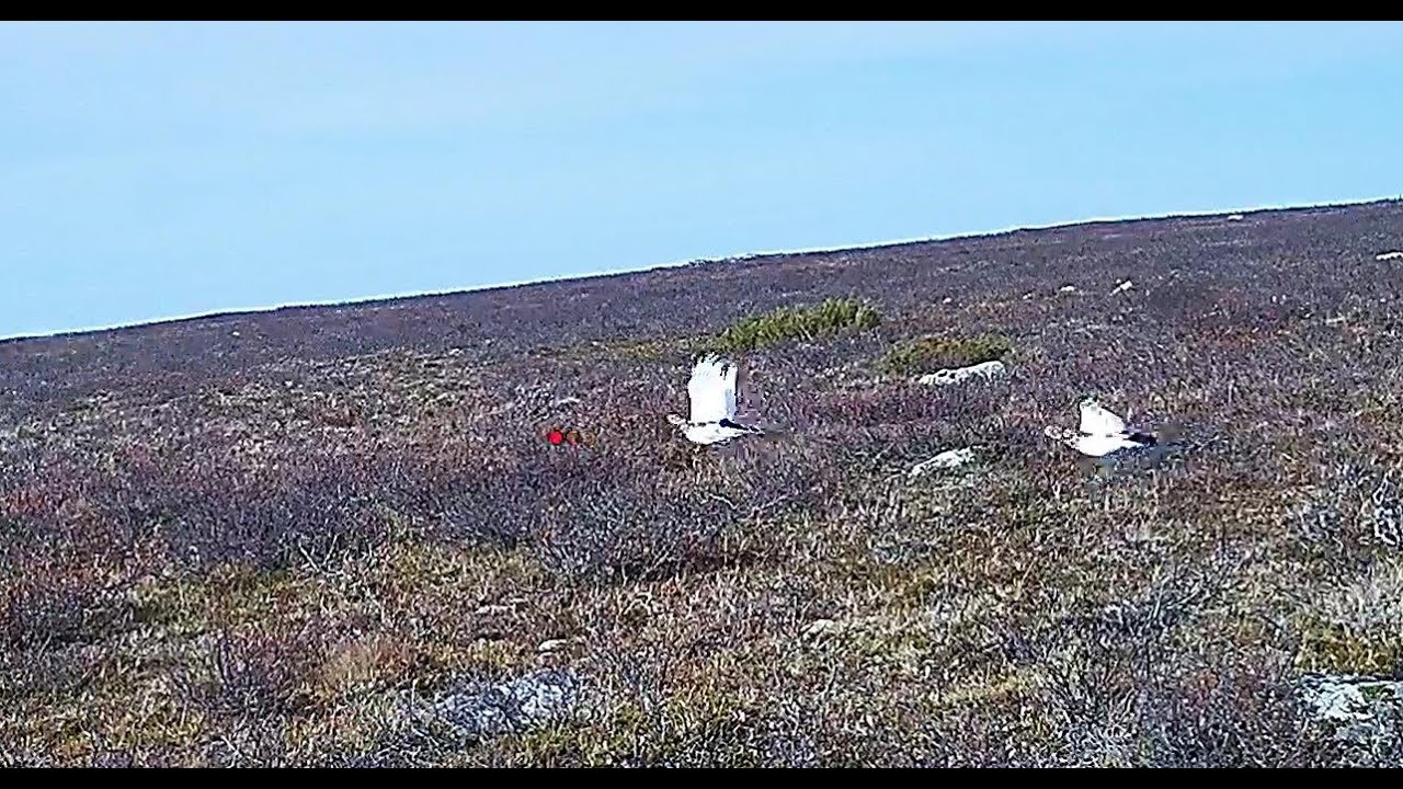 Riekkomiehet 2021 syksy