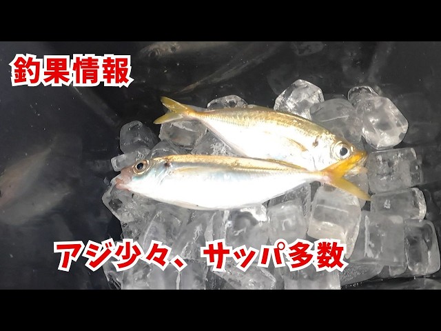 Fishing Report: Miyazaki Port, August 19th–22nd] Good catches of