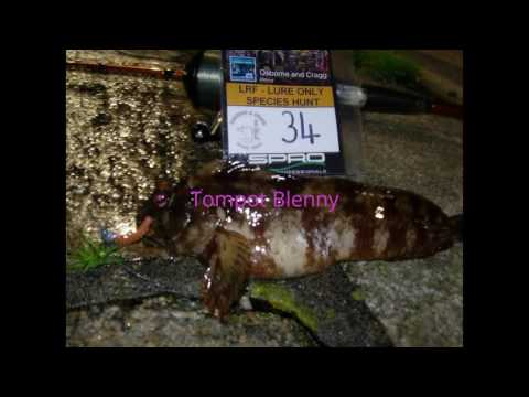 LRF Lure Only
