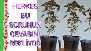 Reyhan Dalı Köklendirme Yöntemi