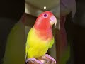 হুম😃#birds #trending #parrot #shorts #viral #memes #funny #pets