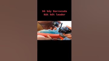 Câu jig Phú Quốc Đụng Ngay Bầy Nhồng Và Cái Kết.