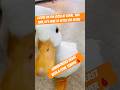 Ducks on the loose at Royal Home Center in Kobe, Japan.