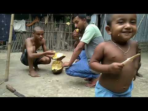 গাছ পাকা কাঁঠাল খাওয়ার মজাই আলাদা  || JACKFRUT -The national fruit of Bangladesh
