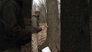 Maple syrup taps- Metal vs Plastic