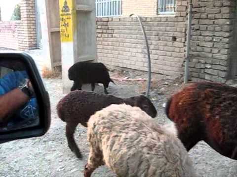 چوپانی در روستای مهرآباد دماوند