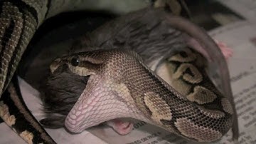 Feeding Ball Python Collection June-2012