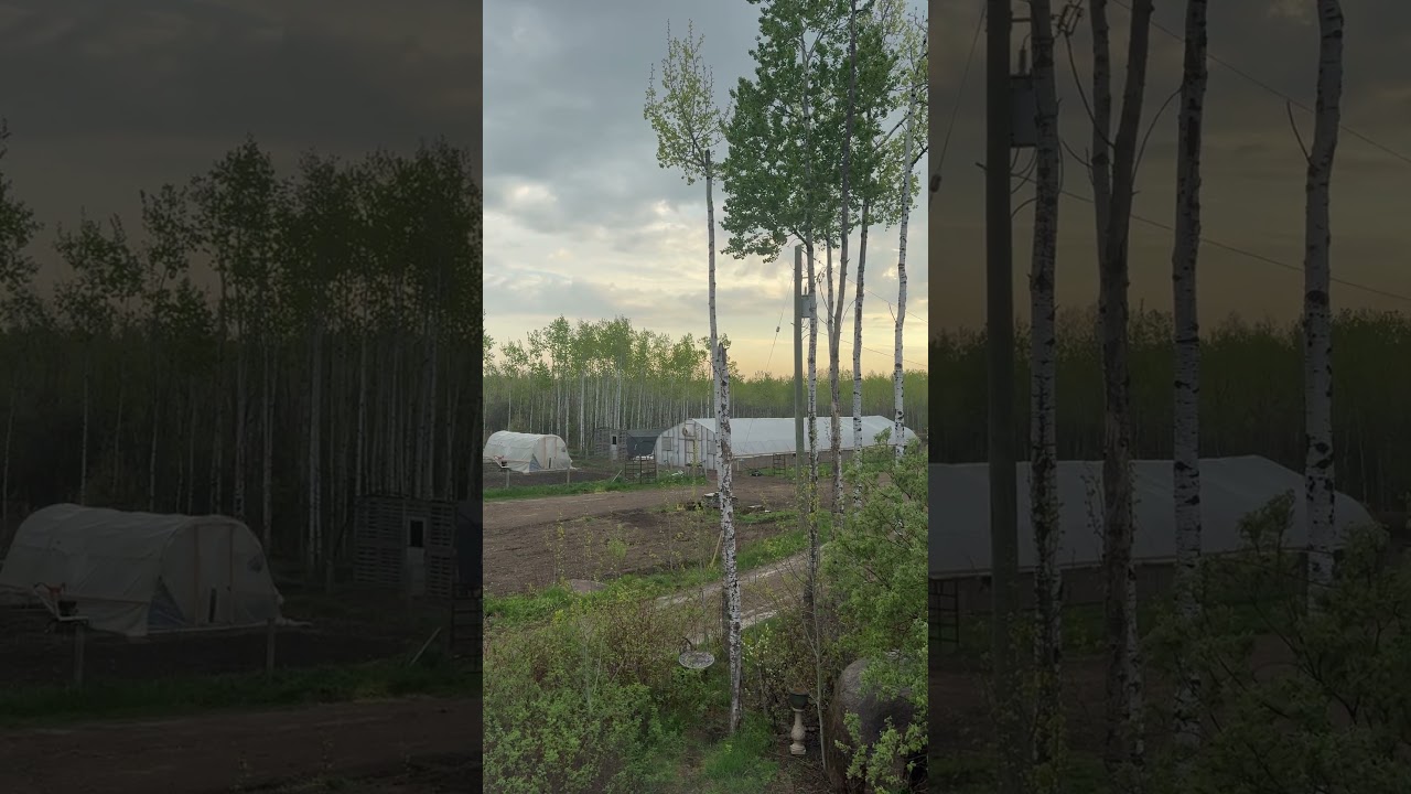 a small but much needed rain at the farm 🐄👨🏻‍🌾🌾 