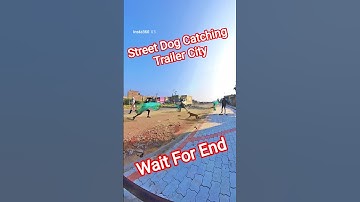 Play Ground Street Dog Catching 🤣😆 #dog #streetdogrevival #ytviral #ytshorts #ytshortsindia