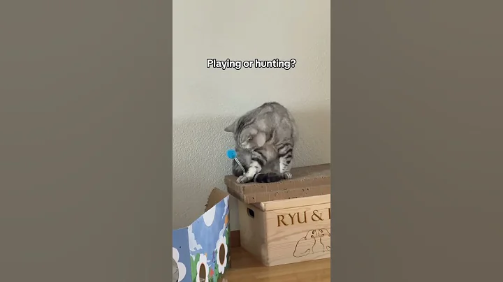 Video 9720651: cat funnycats kitten cutecat, cat playing funnycats cutecats, cat kitten cute funnycats, cat kitten cutecat funny, laugh funnycats cat