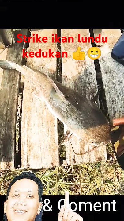 Strike ikan lundu kedukan 👍😁#fishing#lundu#kedukan#remix#shorts@umarcicarito3168 😁😎