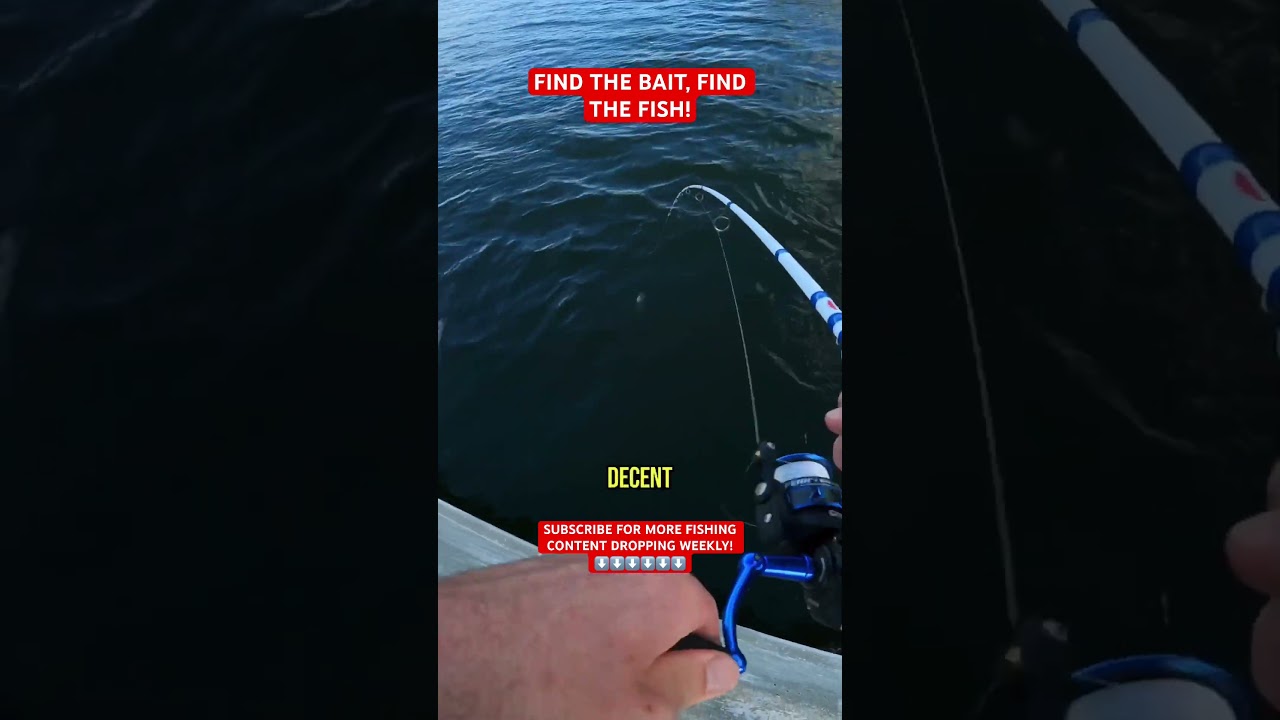 HOW TO CATCH BRIDGE SNOOK! 