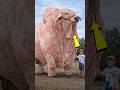 5 Massive Creatures That Prove We’re Tiny 🐋 (Absolute Units)