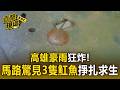高雄豪雨狂炸！馬路驚見「3隻魟魚」蠕動掙扎求生 澄清湖旁水池溢流【直擊現場】