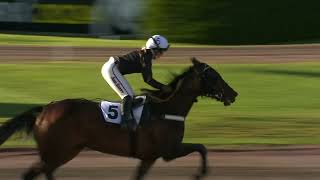 Vidéo de la course PMU MONTE-SM