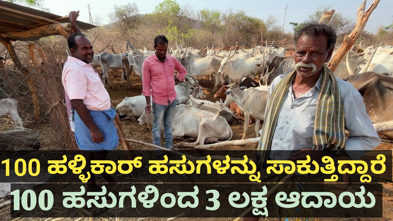 ನೂರು ಹಳ್ಳಿಕಾರ್ ಹಸುಗಳನ್ನು ಇವರು ಸಾಕುತ್ತಿದ್ದಾರೆ... ತಾತನ ಕಾಲದಿಂದಲೂ ನಮಗೆ ಈ ಪ್ರಮಾಣದಲ್ಲಿ ಹಸುಗಳನ್ನು ಸಾಕೋದು