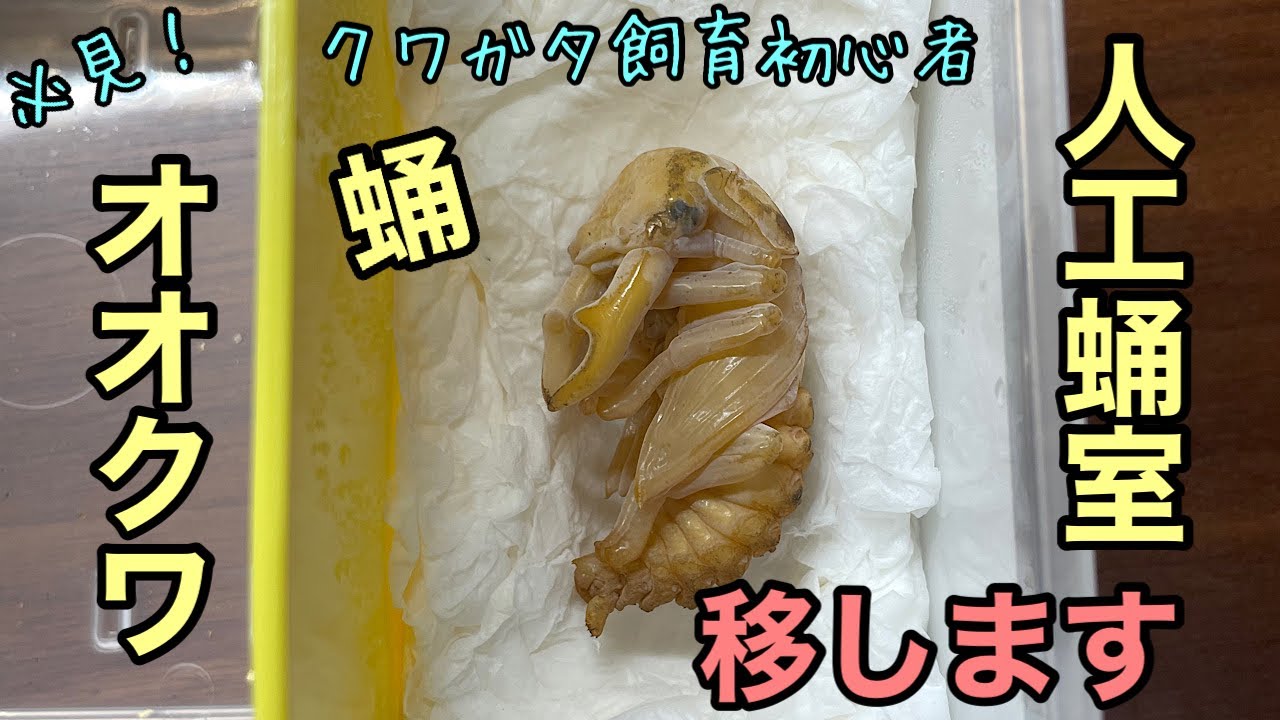 【クワガタ飼育】初心者必見！オオクワの蛹を【人工蛹室】へお引越し