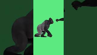 Green Screen Gorilla Fight Kingkong
