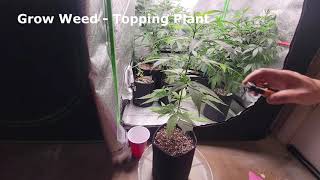 Grow Weed (Beginner Series): Topping Plant