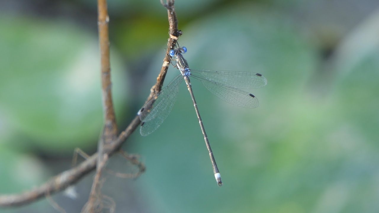 Southern Spreadwing damselfly flies from and returns to its perch