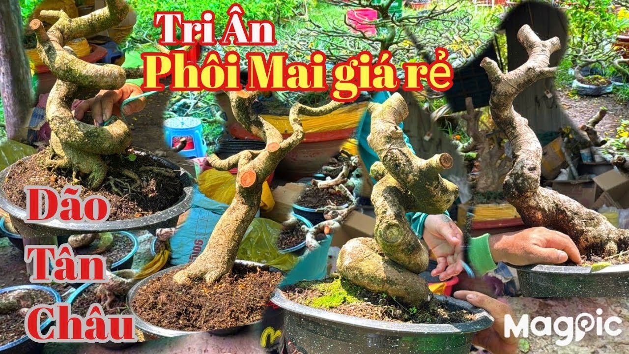 A Lý 💥0947678759💥 khai xuân lô Mai dão Tân Châu giá rẻ đầu năm tại AG