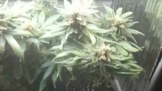 Pc grow box Lockstock part 6