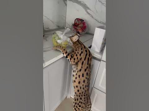 Бананы 🥹 - YouTube