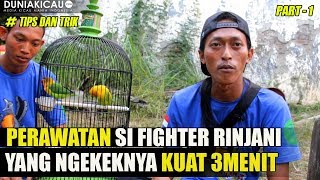 KUPAS TUNTAS PERAWATAN LOVEBIRD FIGHTER RINJANI - PART 1