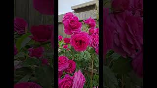Sweet Madame Blue Rose Tree  springflowers springvibes flowers yardwork mybackyardgarden