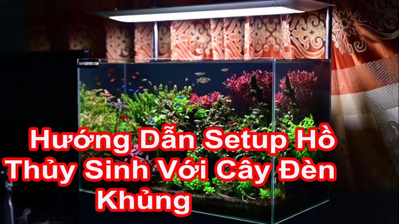 Hướng Dẫn Setup Hồ Thủy Sinh 60x40x40 Với Cây Đèn Đình... - youtube