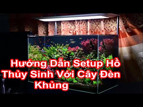Video Hướng Dẫn Setup Hồ Thủy Sinh 60x40x40 Với Cây Đèn Đình... - youtube
