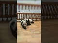 [판다판다] 누워서 스트레칭하면 키 큰대요! | CCTV 한국어방송