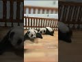 [판다판다] 누워서 스트레칭하면 키 큰대요! | CCTV 한국어방송