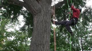 Indiana Arborist Tree Climbing Competition at Purdue University