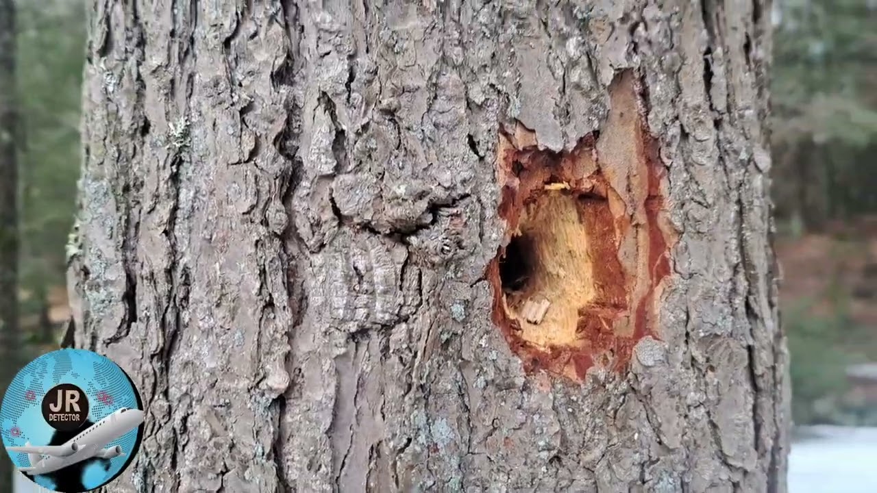 Explorando Río abajo