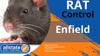 Rat Control Enfield