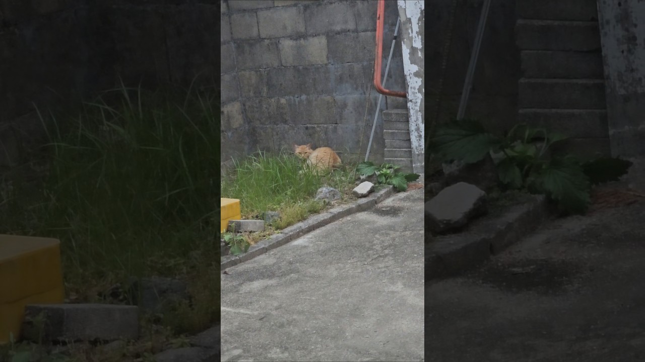 자고 일어나니 마당에 노랭이가? #고양이 #길고양이 #시골고양이 #cat #shorts