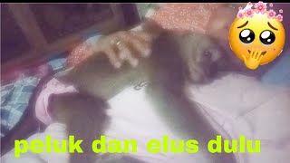 Peluk Dan Elus Dulu Kebiasaan Monyet Vivi Mau Tidur